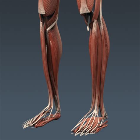 Human Female Body Muscular System And Skeleton Anatomy 3d Model Max
