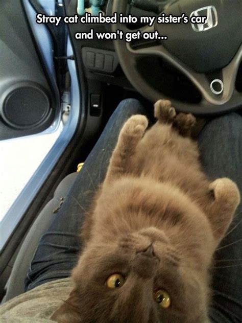 17 Examples Of Cats Being Adorable Jerks Cats Cute Cats Funny Animals