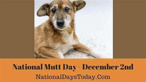 National Mutt Day 2023 Things Everyone Should Know