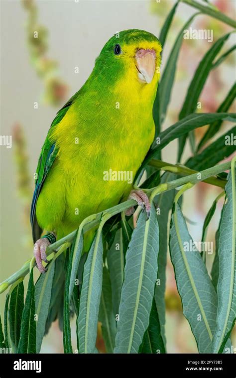 Golden Fronted Parakeet Hi Res Stock Photography And Images Alamy