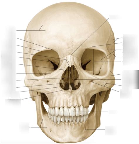 Anterior View Of Skull Labeling Diagram Quizlet