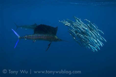 Hunting Sailfish Sailfish Following A School Of Sardines Flickr
