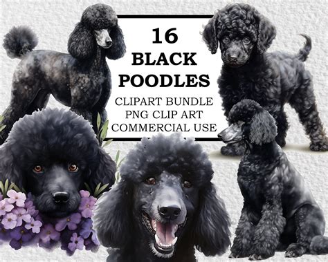 Black Poodle Clipart Black Poodle Png Watercolor Black Etsy
