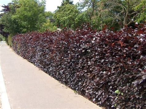 10 Purple Copper Beech Garden Hedge Plants Semi Evergreen Bare Root