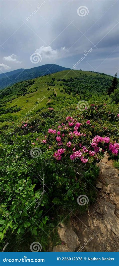 Rhododendrons Blooming In June Atop Roan Mountain Stock Photo Image