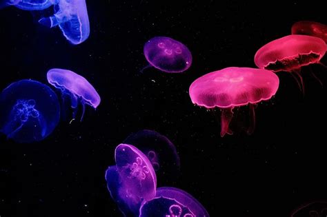 Jellyfish Jelly Fish Aquarium Dark Wallpaper Underwater Marine
