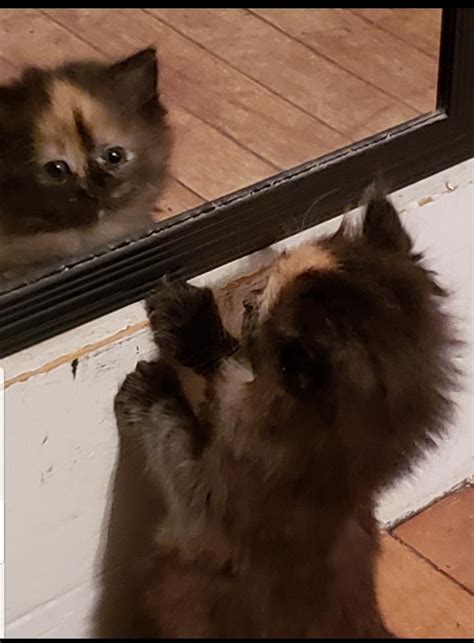Mirror Mirror On The Wall Who Is The Fairest Of Them All Cute Cats