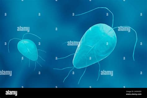 Giardia Lamblia Illustration Stock Photo Alamy