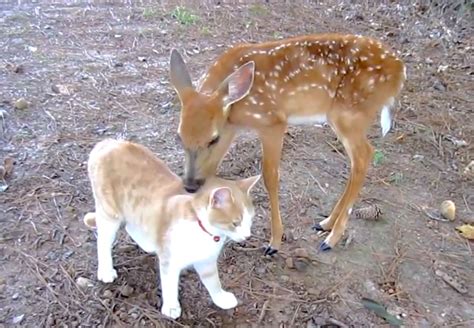 Watch This Baby Deer And Kitten Become Friends Cats And Kittens