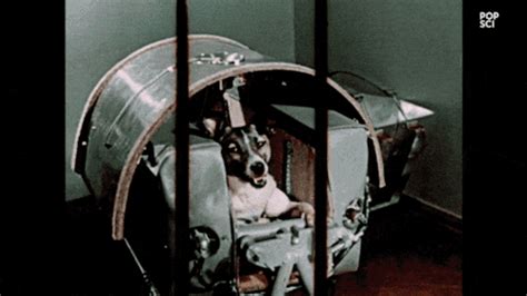 Архивировано 11 февраля 2012 года. Soviets launch Sputnik 2, sacrifice dog 60 years ago this ...