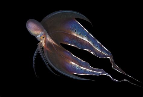 Fun Facts About The Female Blanket Octopus Superhero Of The Sea