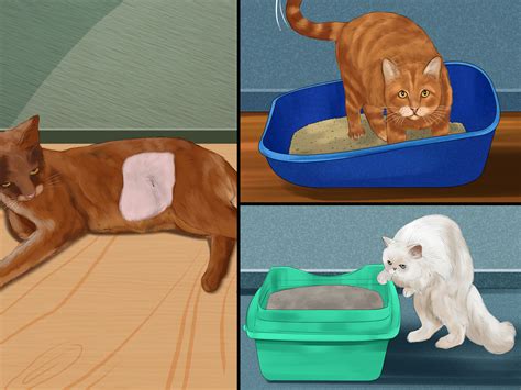 First off, cats play rougher than we might think. 3 Ways to Know if Cats Are Playing or Fighting - wikiHow