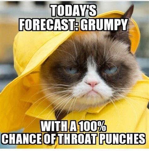 Grumpy Cat Quotes Funny Grumpy Cat Memes Funny Animal Jokes Funny