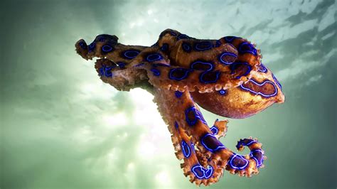 Poisonous Blue Ringed Octopus Hides In Seashell In Western Australia