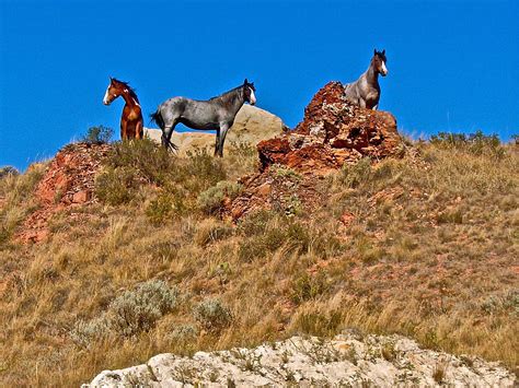 Wild Horses In Theodore Roosevelt National Park North Dakota