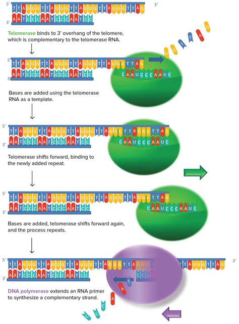 Alimentos Ricos Em Telomerase