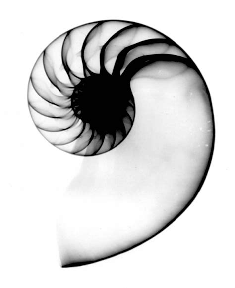 Shell Photo Nautalus Xray Art Art Nautilus Tattoo