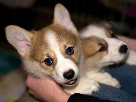 Corgi Puppies 38 Daniel Stockman Flickr