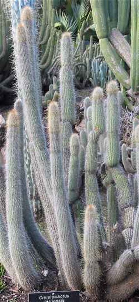 Unusual And Exotic Cacti Plants From Seeds
