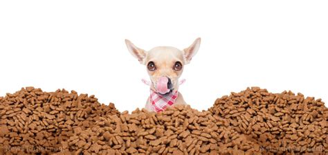 Can dogs eat cat food? Understanding the Orwellian use of words in pet food ...