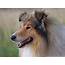 Rough Collie Wallpapers  Pets Cute And Docile