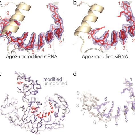 Structures Of Ago2−sirna Complexes A Unmodified Sirna And B Download Scientific Diagram