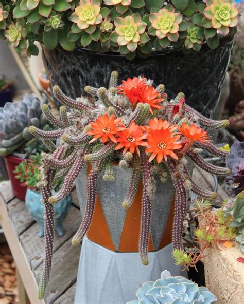 Definitive Guide To Succulents With Orange Flowers