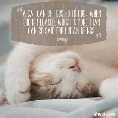 Persian Cat Love Quotes Pets Lovers