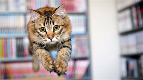 Cats Jumping 33 Youtube
