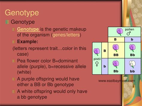 Ppt Genetic Variation Powerpoint Presentation Free Download Id5544463