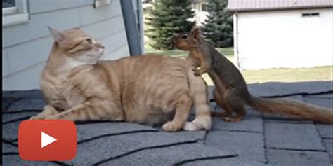 Cat And Squirrel Play Together Love Meow