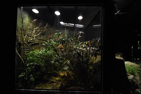 Pit Viper Terrarium Zoochat