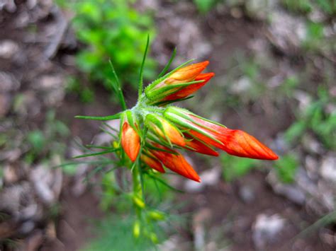 The oklahoma native plant society can provide lists of plants for a specific region. oklahoma native plants society | Eco Landscaping