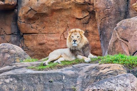 Male Lion Resting On Rocks Stock Photo Image Of Pride 139120494