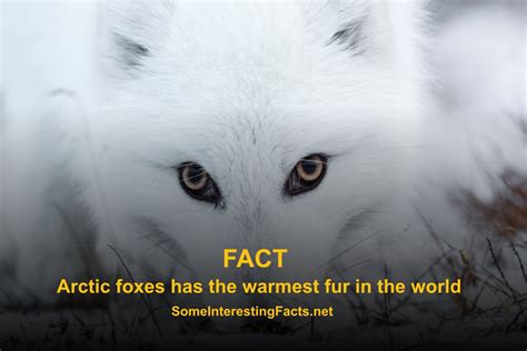 5 Facts About Arctic Foxes Some Interesting Facts
