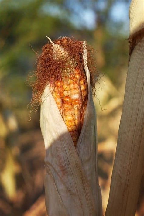 How To Grow And Dry Indian Corn Dengarden