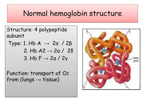 Structure Of Hemoglobin