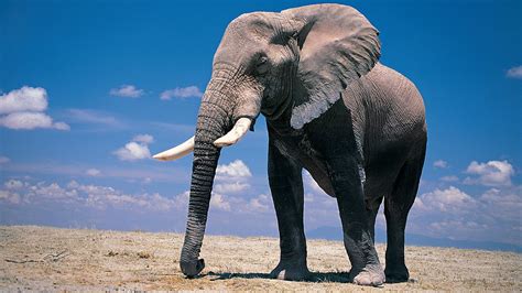 Free Download Pic Of Elephant Hd Wallpapers