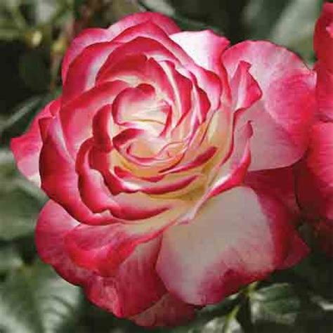 Cherry Parfait Grandiflora Rose Grandiflora Roses Edmunds Roses