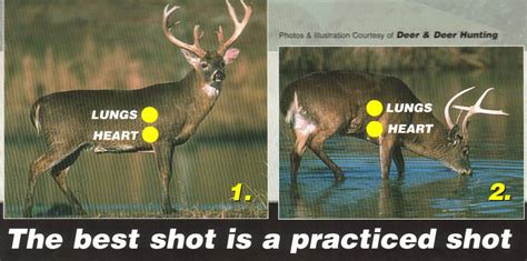 Whitetail Shot Placement Deer Hunting