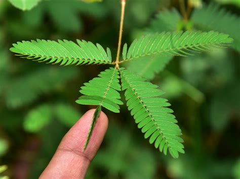 Touch Me Not Plant Features Benefits And Care How To Grow Mimosa
