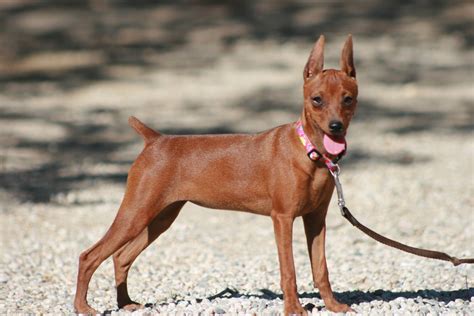 Bonellis Miniature Pinschers Miniature Pinscher Breeder Littlerock