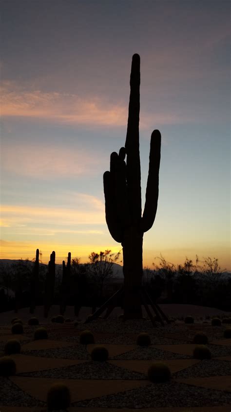 Free Images Sea Sand Horizon Silhouette Cactus Sunrise Sunset