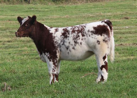 Laufenberg Show Cattle Heifer Sale The Pulse