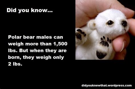 Did You Know Interesting Facts On The Internet Page 8 Polar Bear