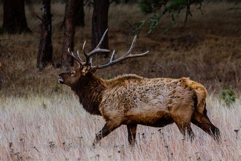 See You Behind The Lens Bugling Elk Once Youve Heard One Youll