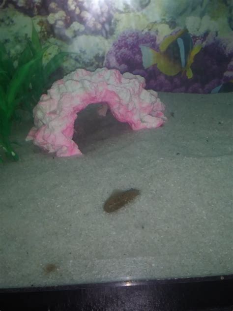 What Does Axolotl Poop Look Like Amphipedia