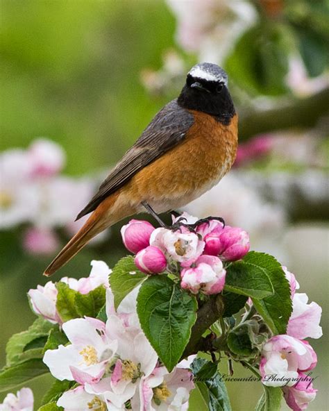 Natural Encounters Photography By Ben Williams Male Redstart