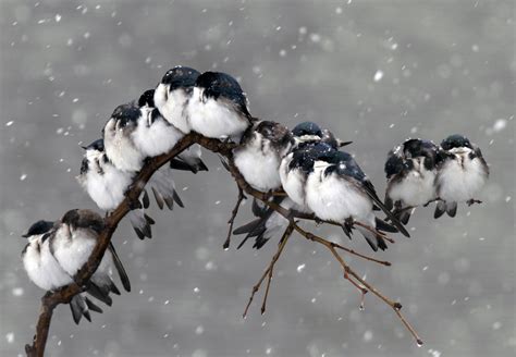 Wallpaper Birds Snow Winter Branch Wildlife Flower