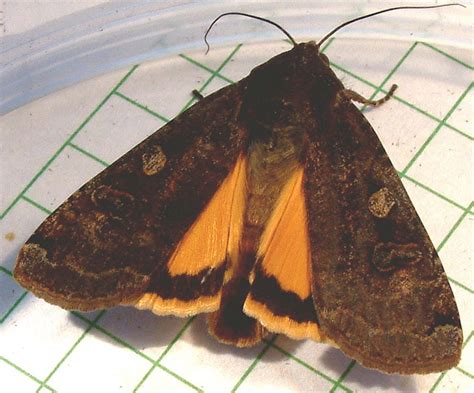 640b Noctua Pronuba Large Yellow Underwing Moth 110121 Flickr